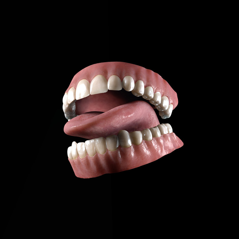 Human Teeth 3D Model Free Download